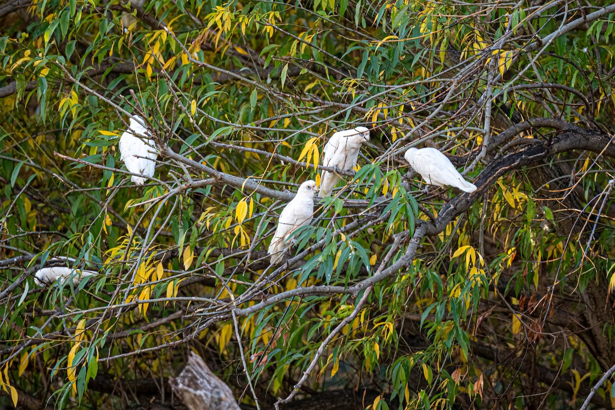 korellakakadu - ML635993056