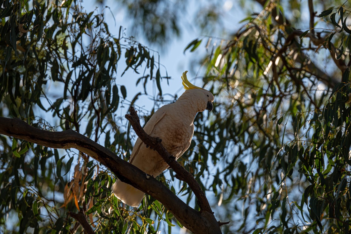 gultoppkakadu - ML635993065