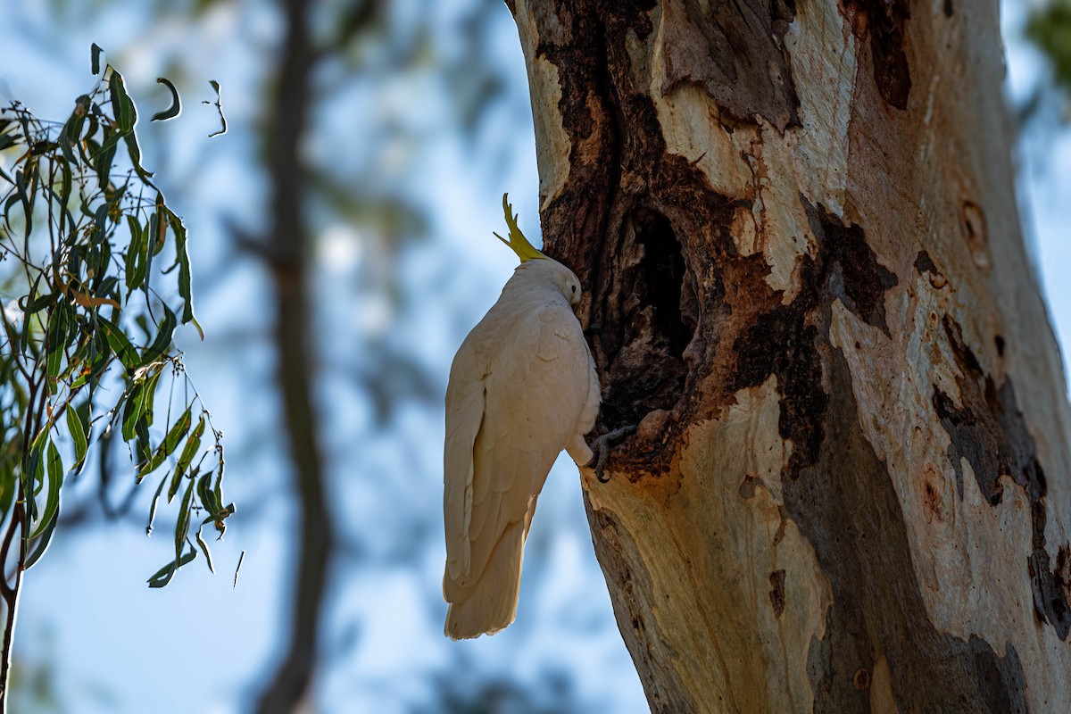 gultoppkakadu - ML635993066