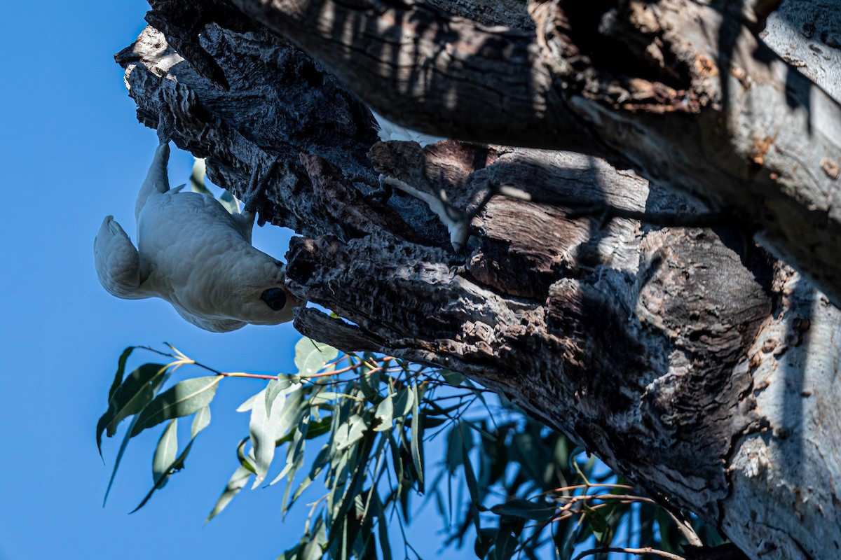 korellakakadu - ML635993184