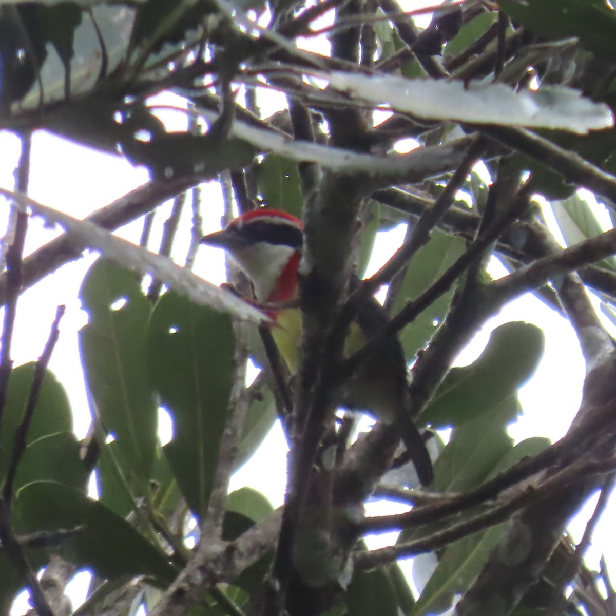 Scarlet-banded Barbet - ML635993250