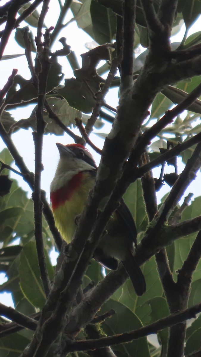 Scarlet-banded Barbet - ML635993252