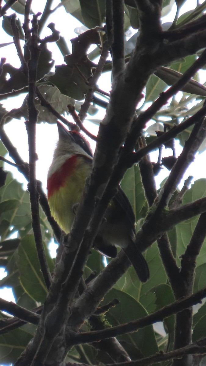 Scarlet-banded Barbet - ML635993253