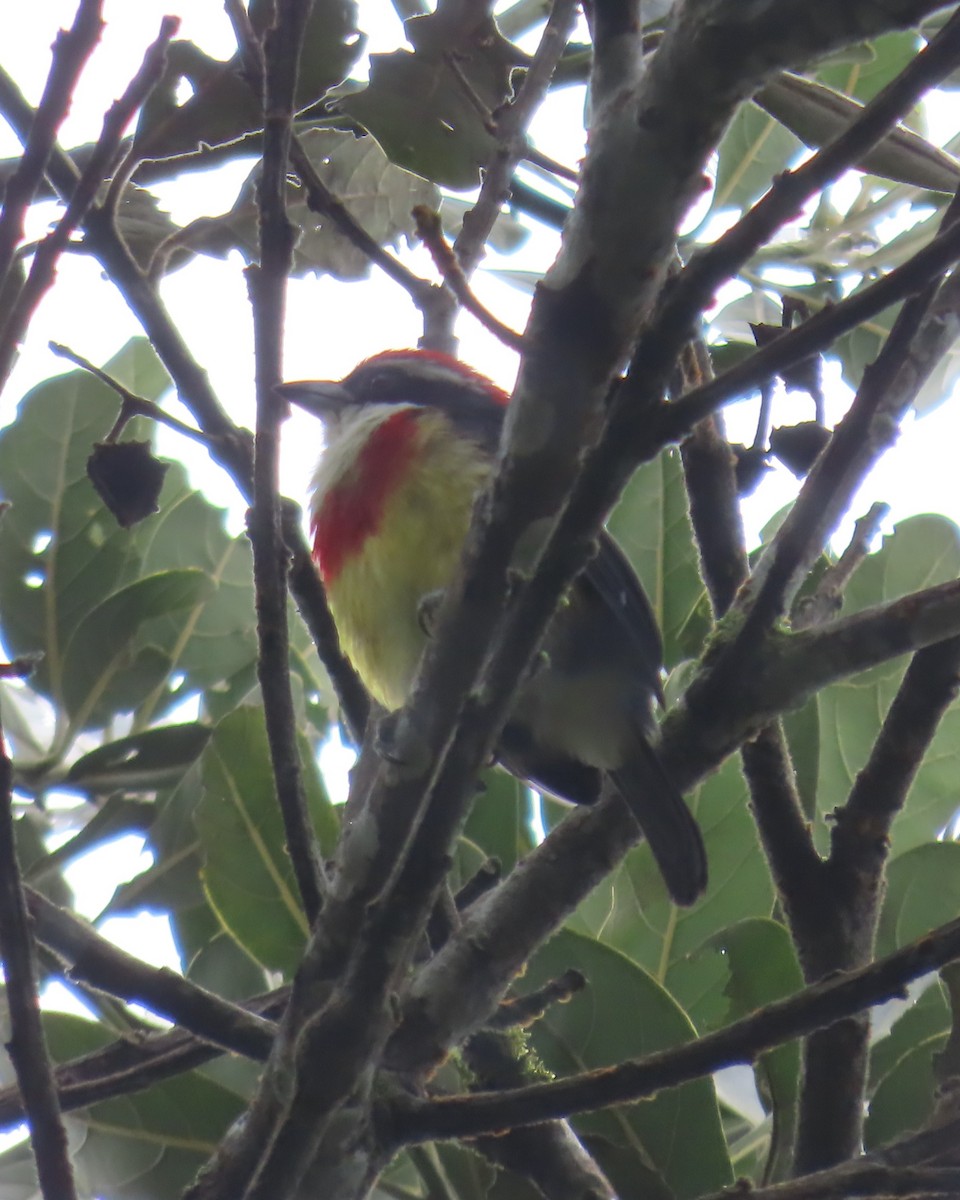 Scarlet-banded Barbet - ML635993254