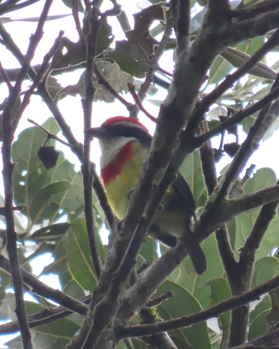 Scarlet-banded Barbet - ML635993255