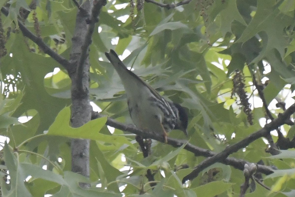 Blackpoll Warbler - ML635993331