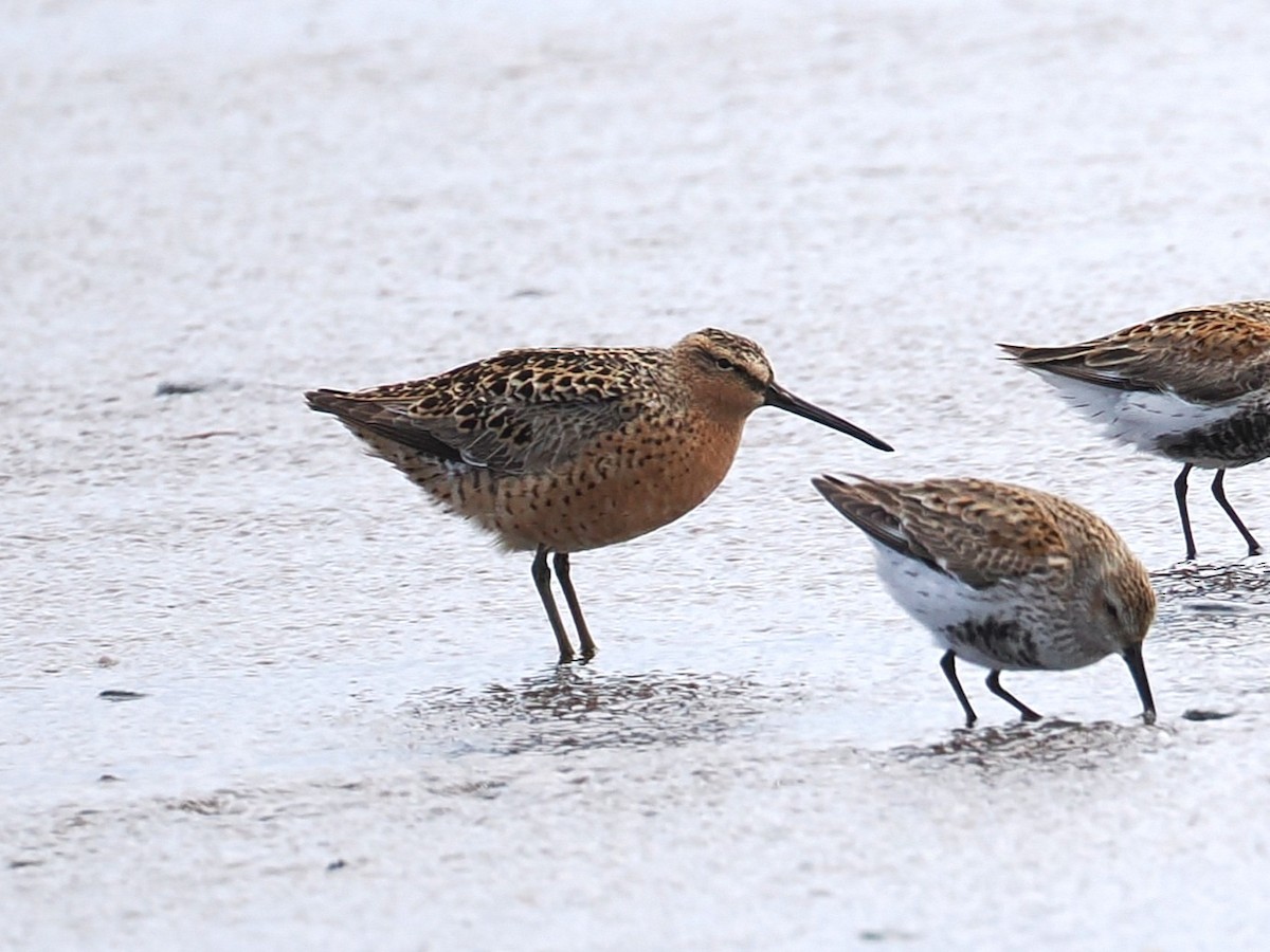 Short-billed Dowitcher - ML635993362
