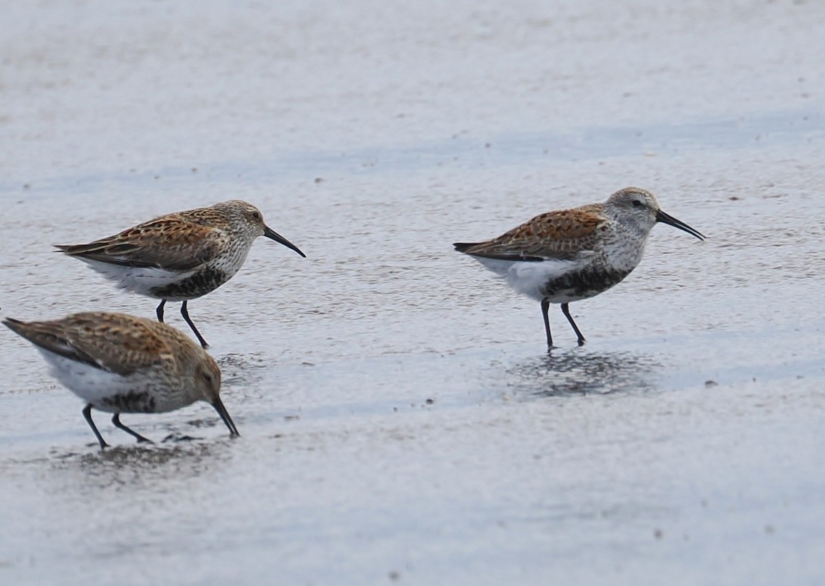 Dunlin - ML635993370