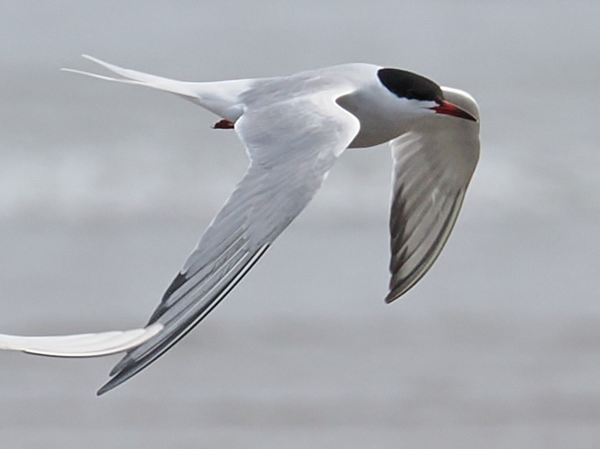 Common Tern - ML635993376