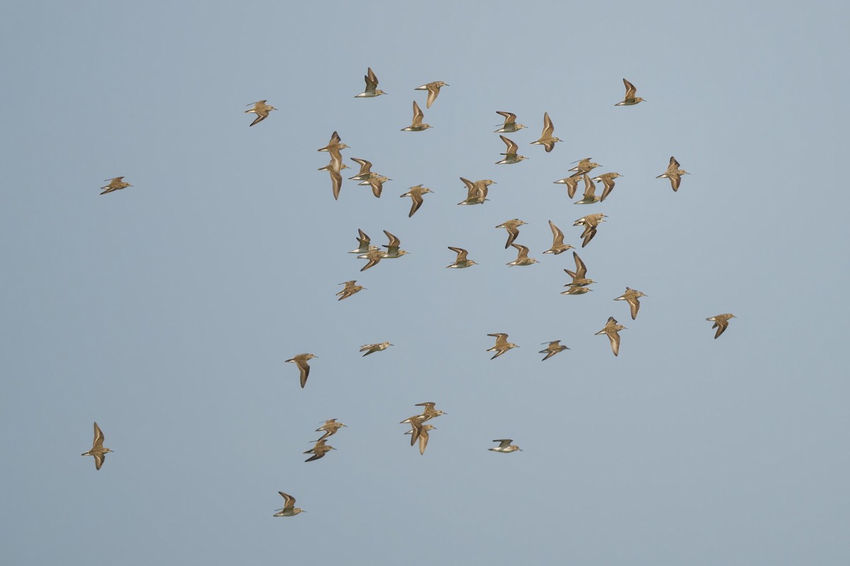 Least Sandpiper - ML635993457