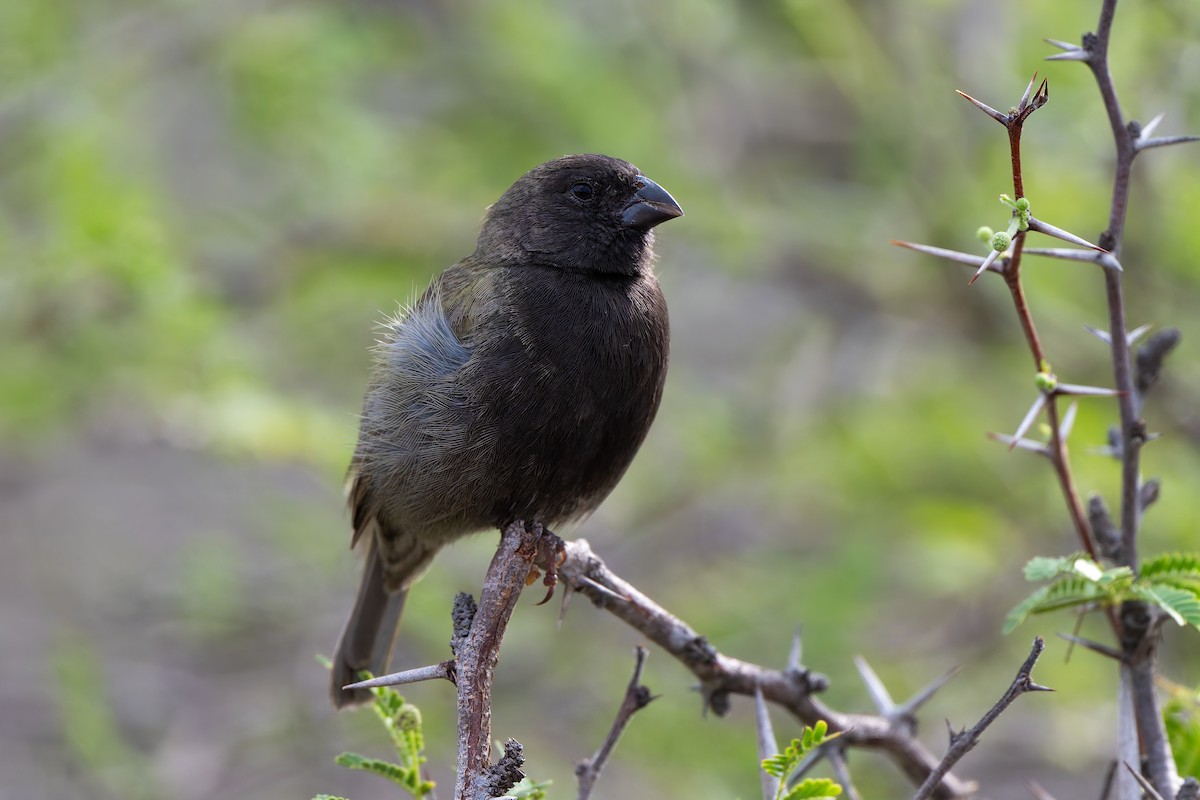 Black-faced Grassquit - ML635993468