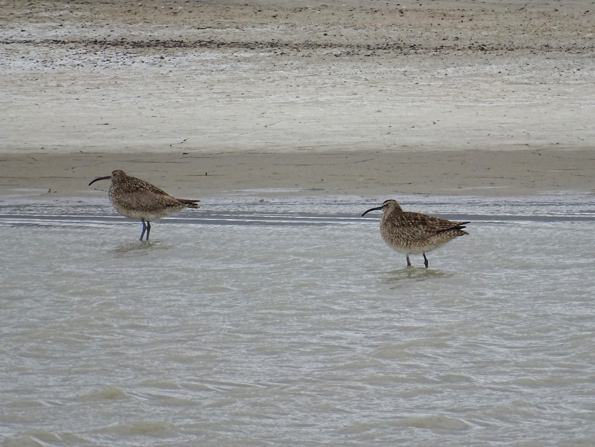 Hudsonian Whimbrel - ML635993506
