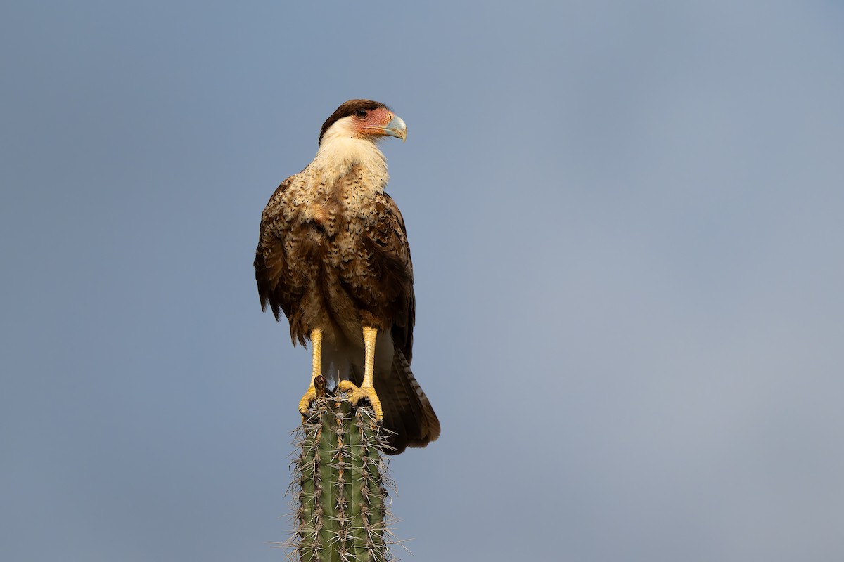 Caracara huppé - ML635993511