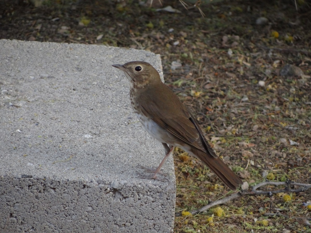 Swainson's Thrush (Russet-backed) - ML635993529