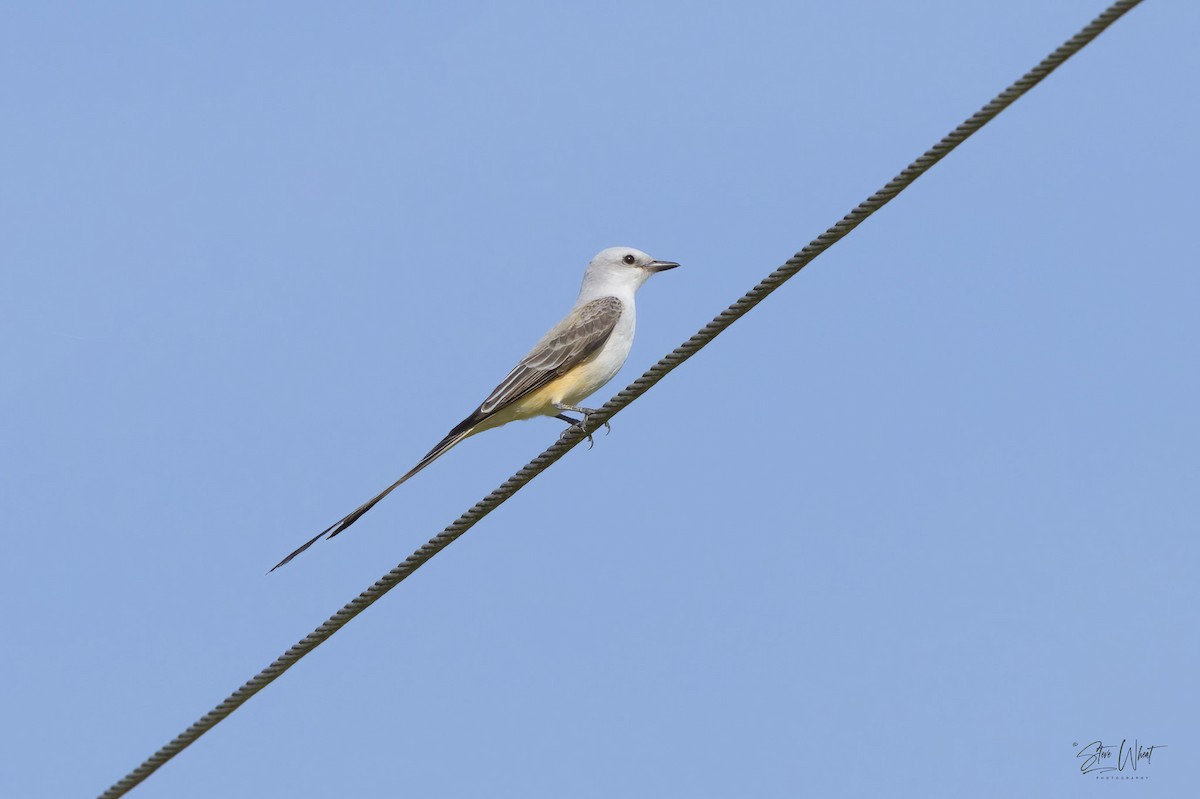 Scissor-tailed Flycatcher - ML635993571