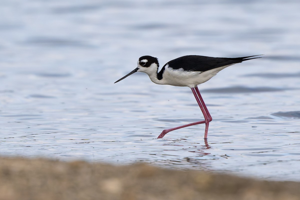 Black-necked Stilt - ML635993587