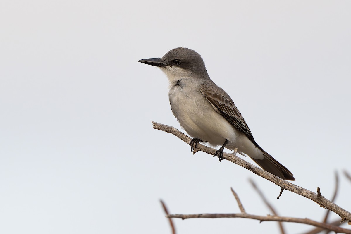 Gray Kingbird - ML635993620