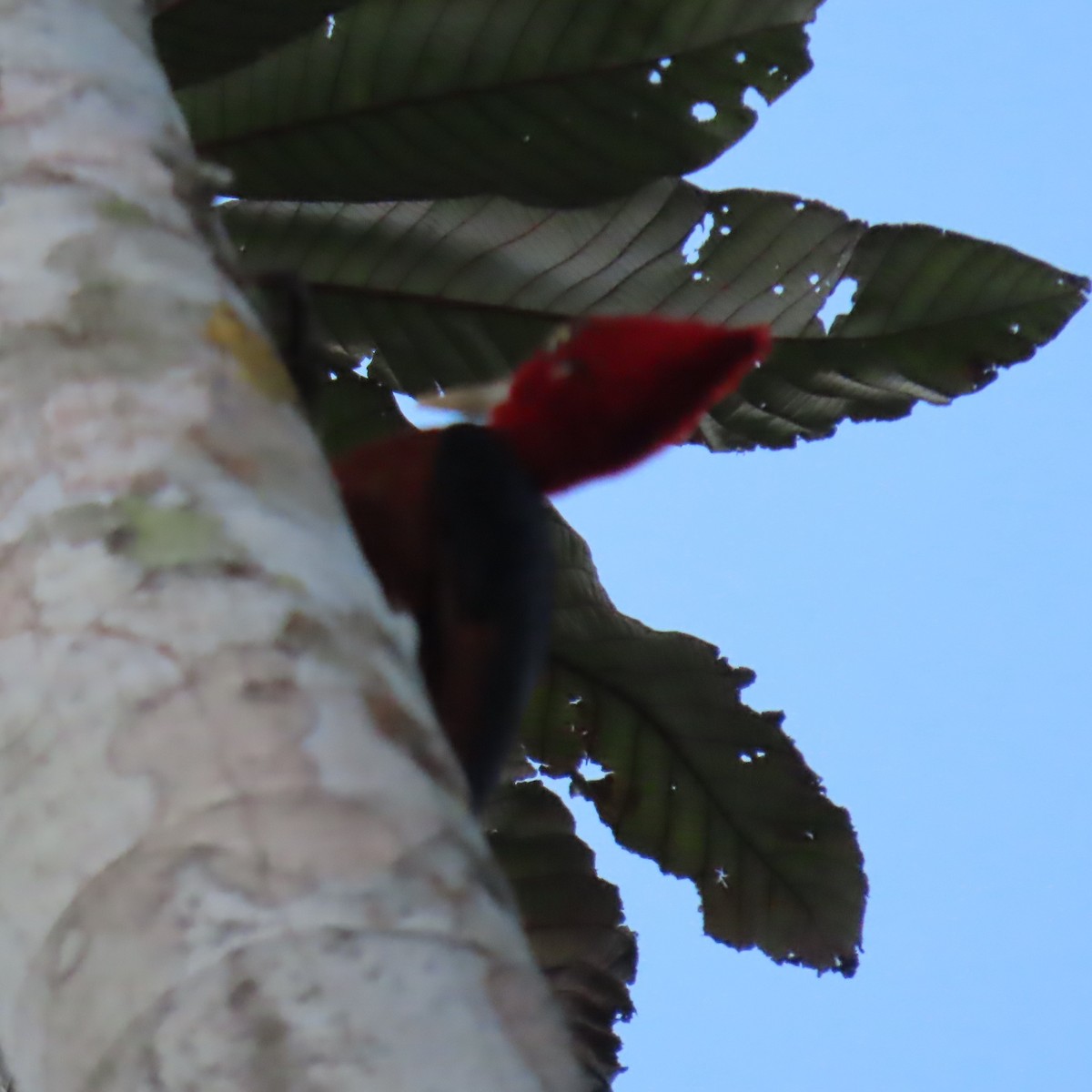 Red-necked Woodpecker - ML635993660