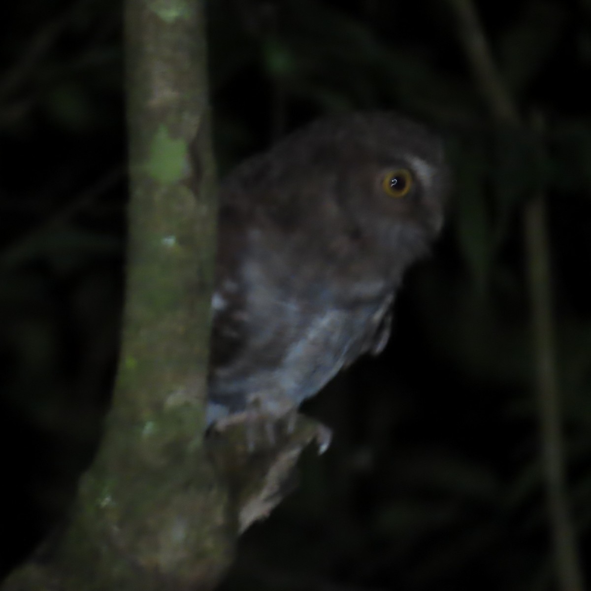 Foothill Screech-Owl (Foothill) - ML635993675