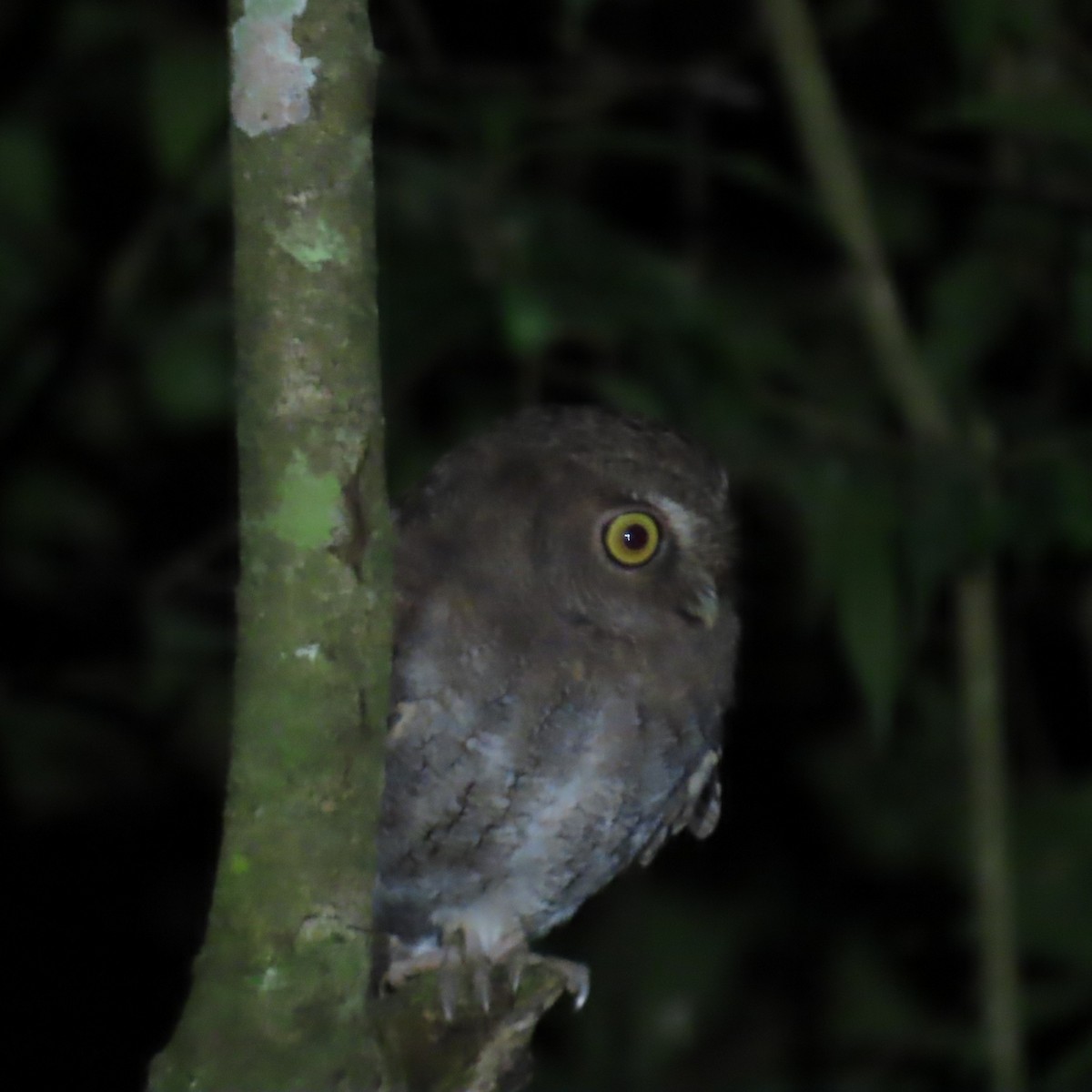 Foothill Screech-Owl (Foothill) - ML635993676