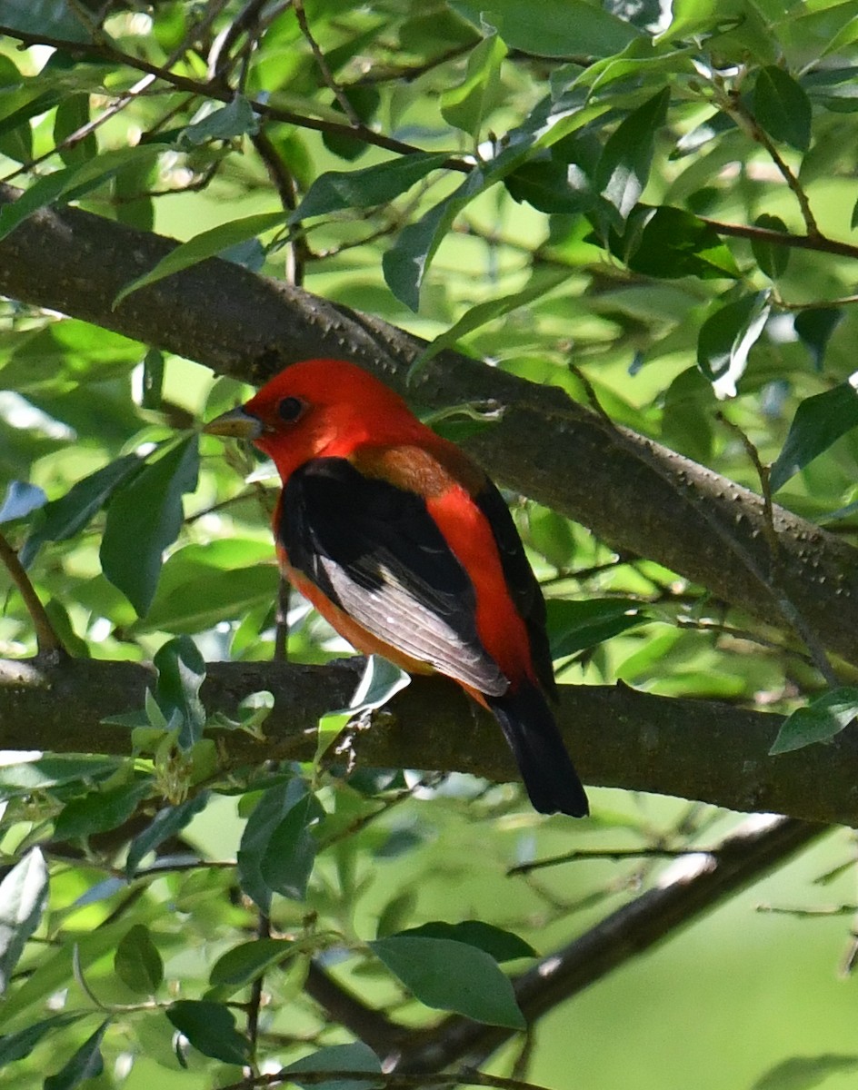 Scarlet Tanager - ML635993710