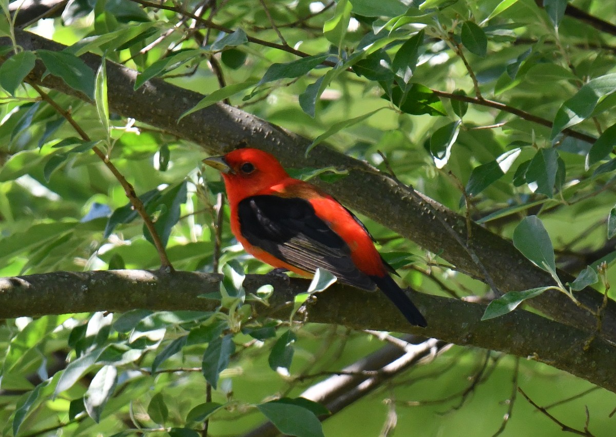 Scarlet Tanager - ML635993711