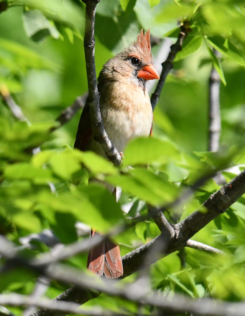 Northern Cardinal - ML635993744