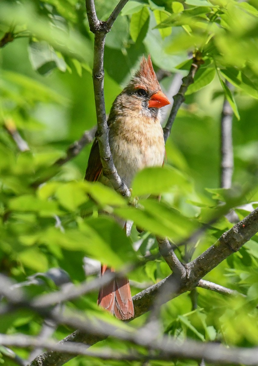 Northern Cardinal - ML635993745
