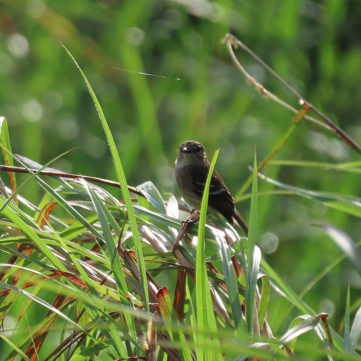 Olive-chested Flycatcher - ML635993795