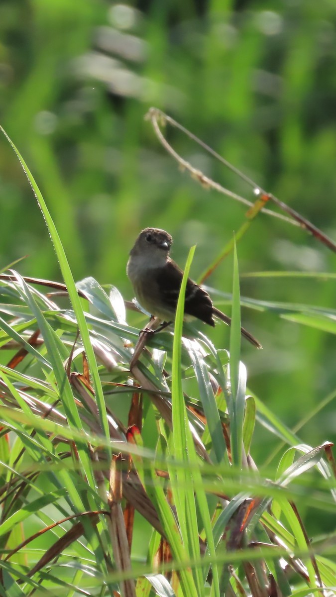 Olive-chested Flycatcher - ML635993796
