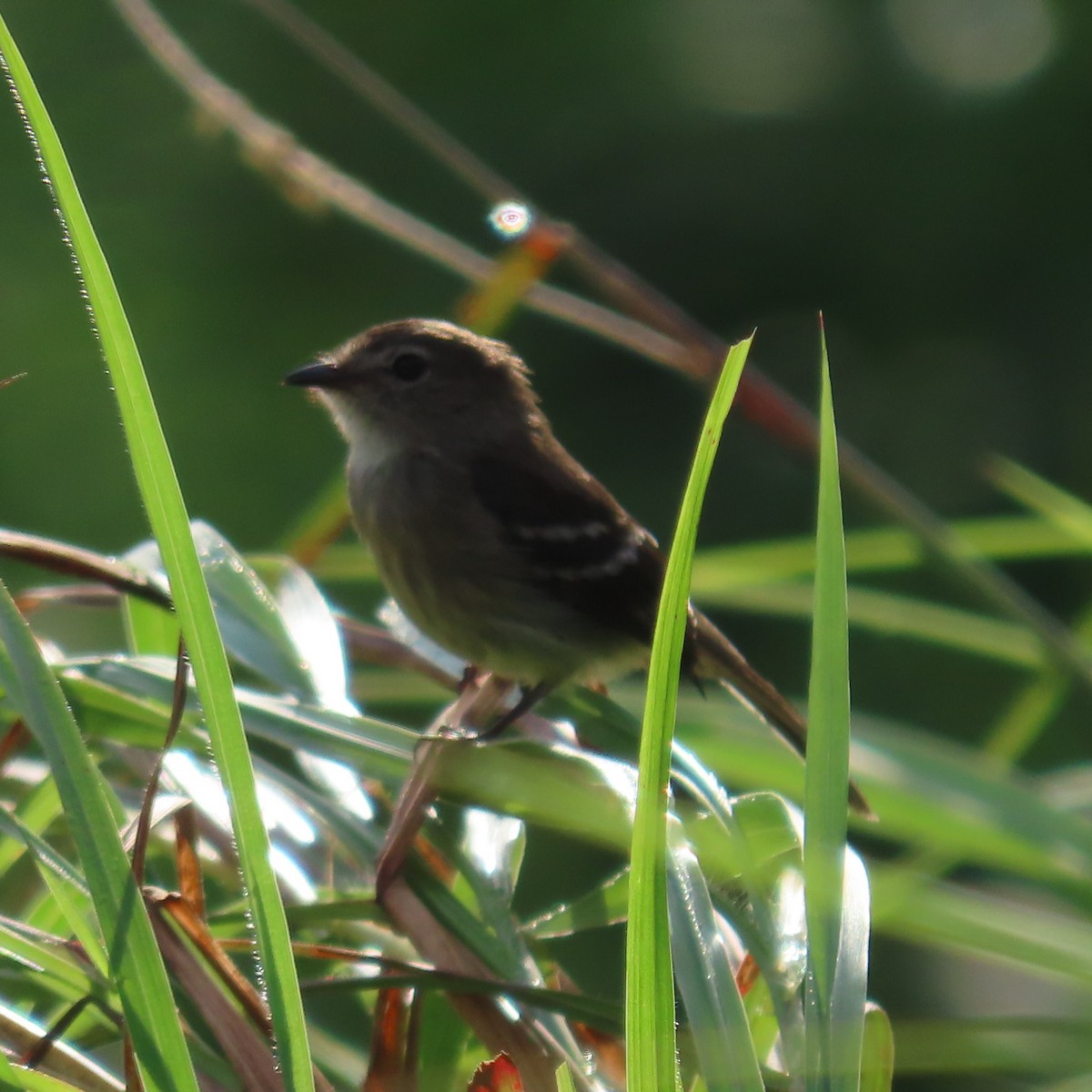 Olive-chested Flycatcher - ML635993797