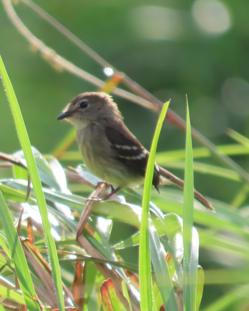 Olive-chested Flycatcher - ML635993798