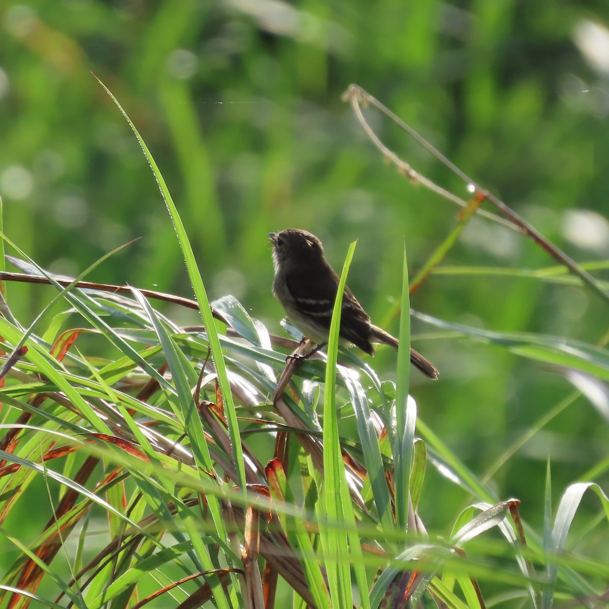 Olive-chested Flycatcher - ML635993799