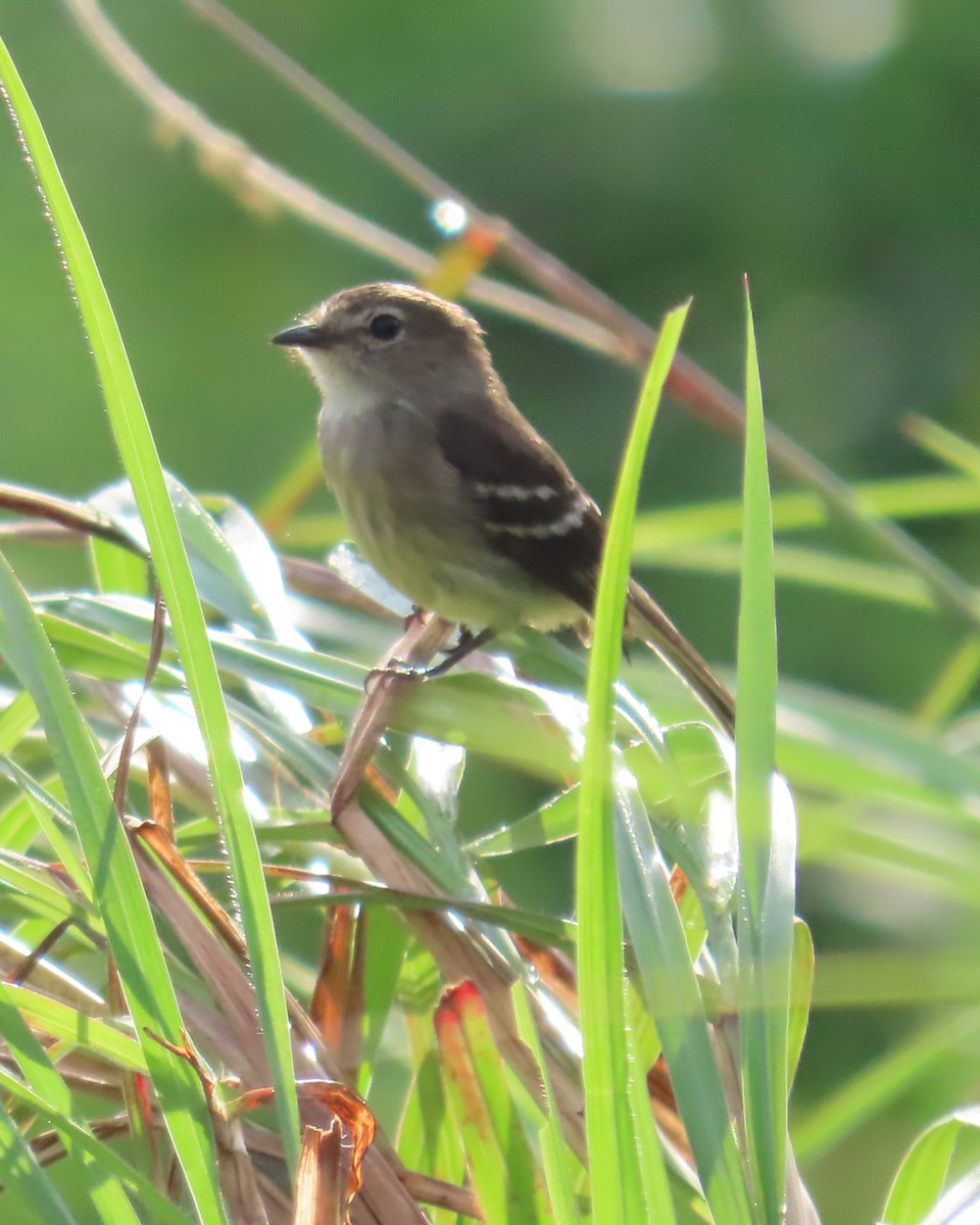 Olive-chested Flycatcher - ML635993800