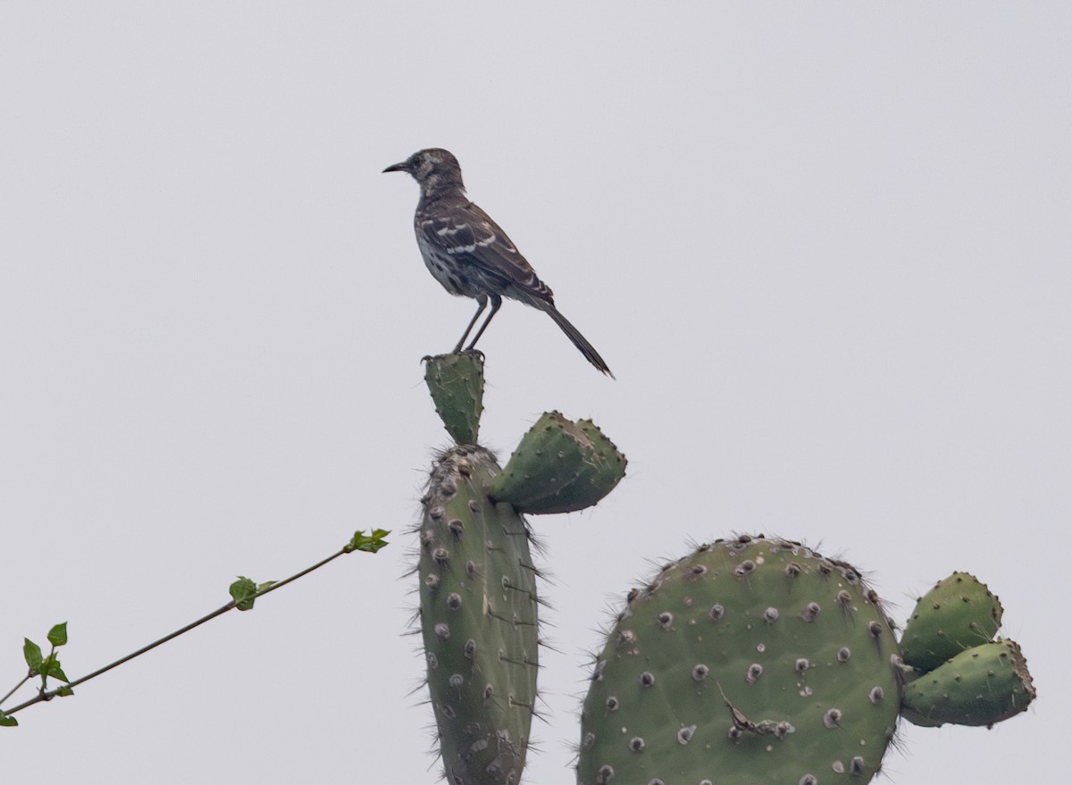 Floreana Mockingbird - ML635993833