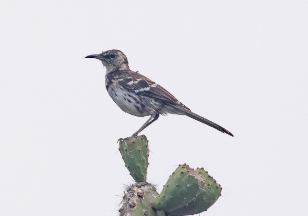 Floreana Mockingbird - ML635993834