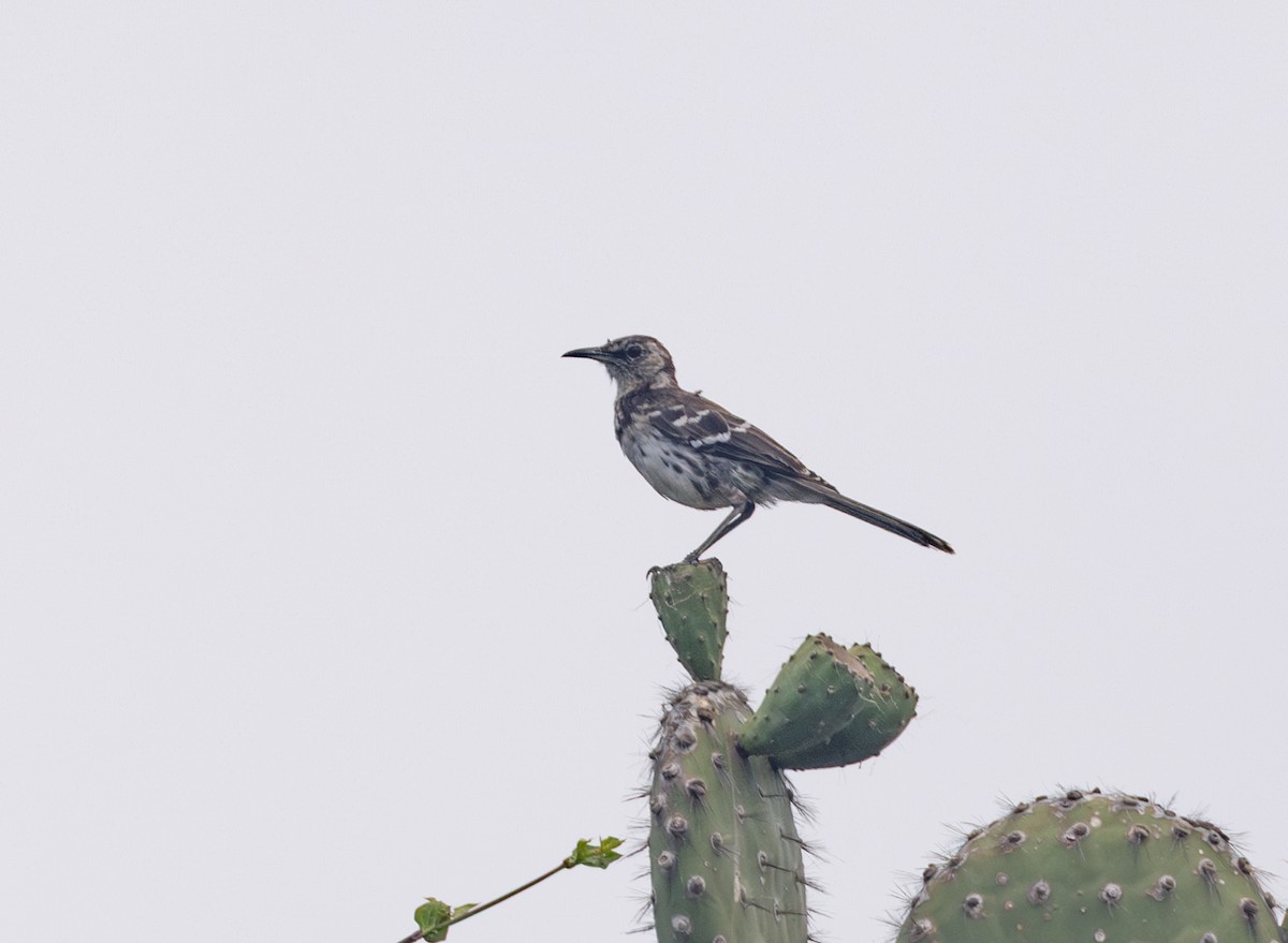 Floreana Mockingbird - ML635993835
