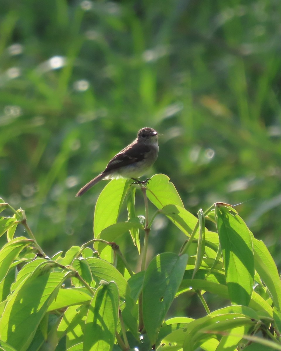 Olive-chested Flycatcher - ML635993838