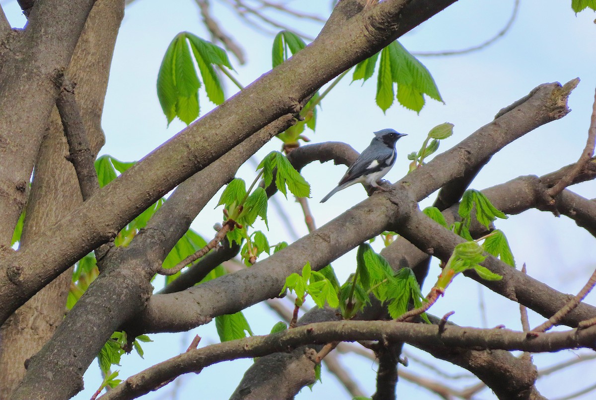 Black-throated Blue Warbler - ML635993876
