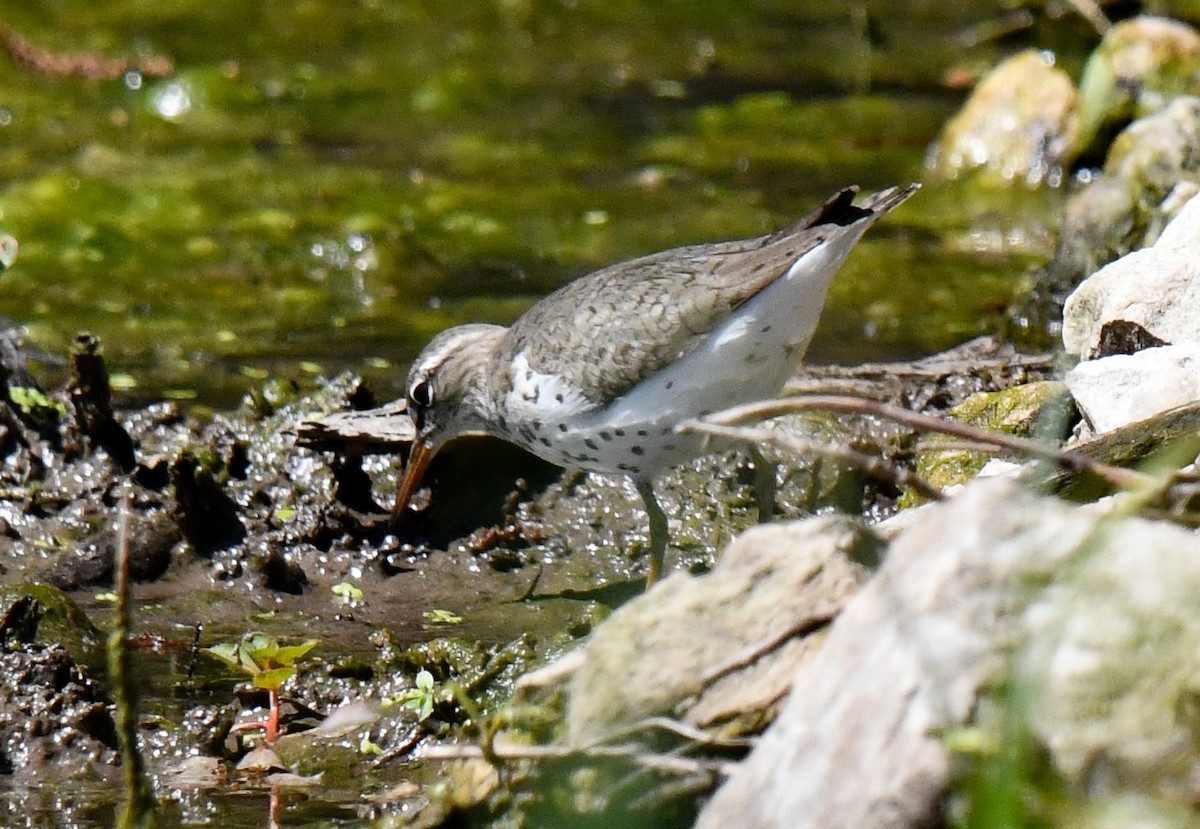 Spotted Sandpiper - ML635993877