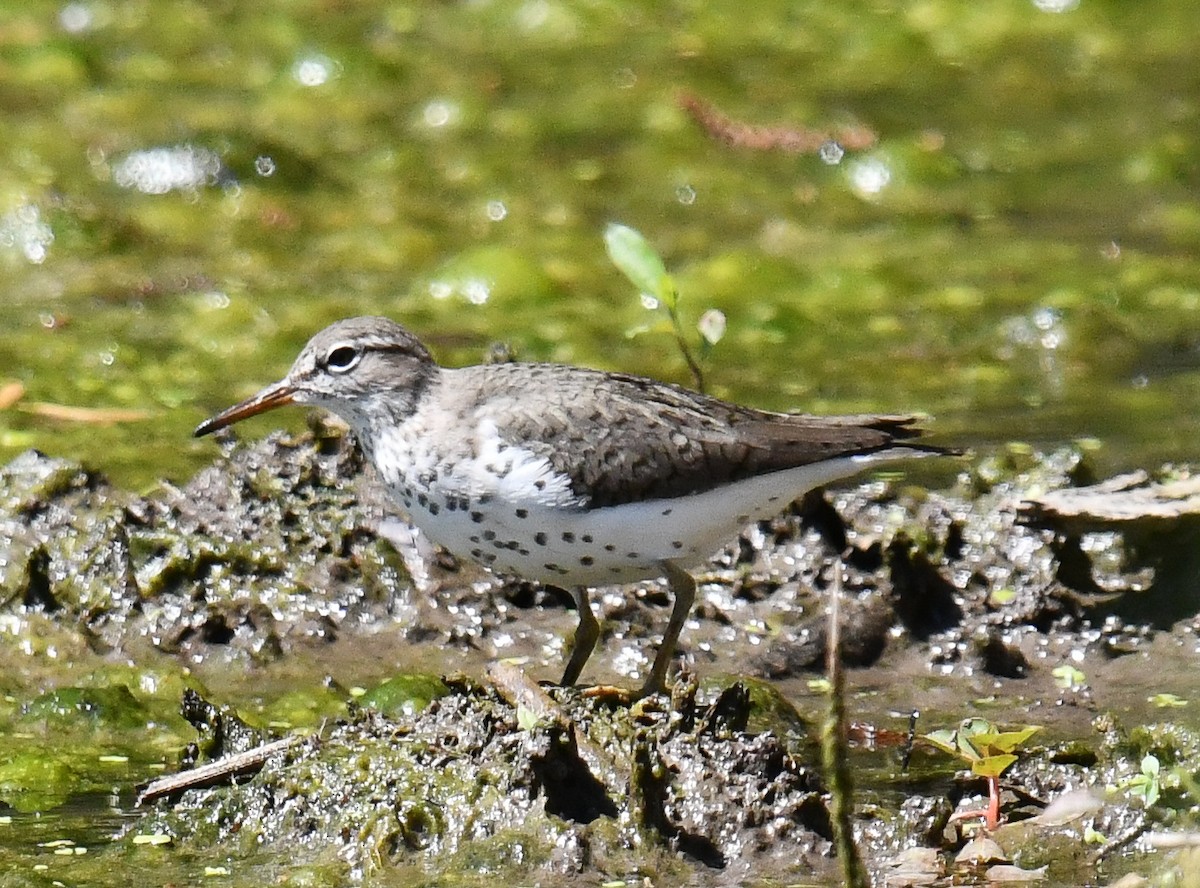 Spotted Sandpiper - ML635993878