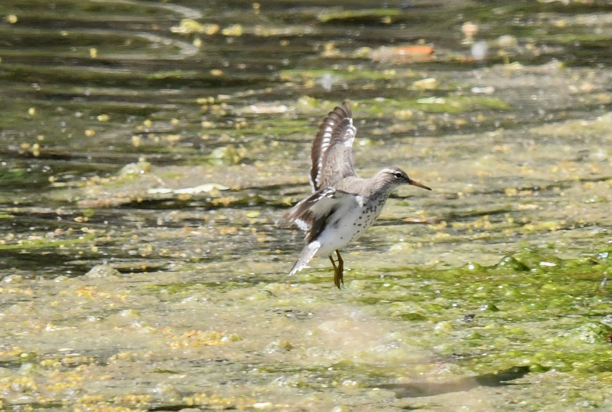 Spotted Sandpiper - ML635993879