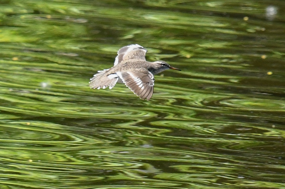 Spotted Sandpiper - ML635993880