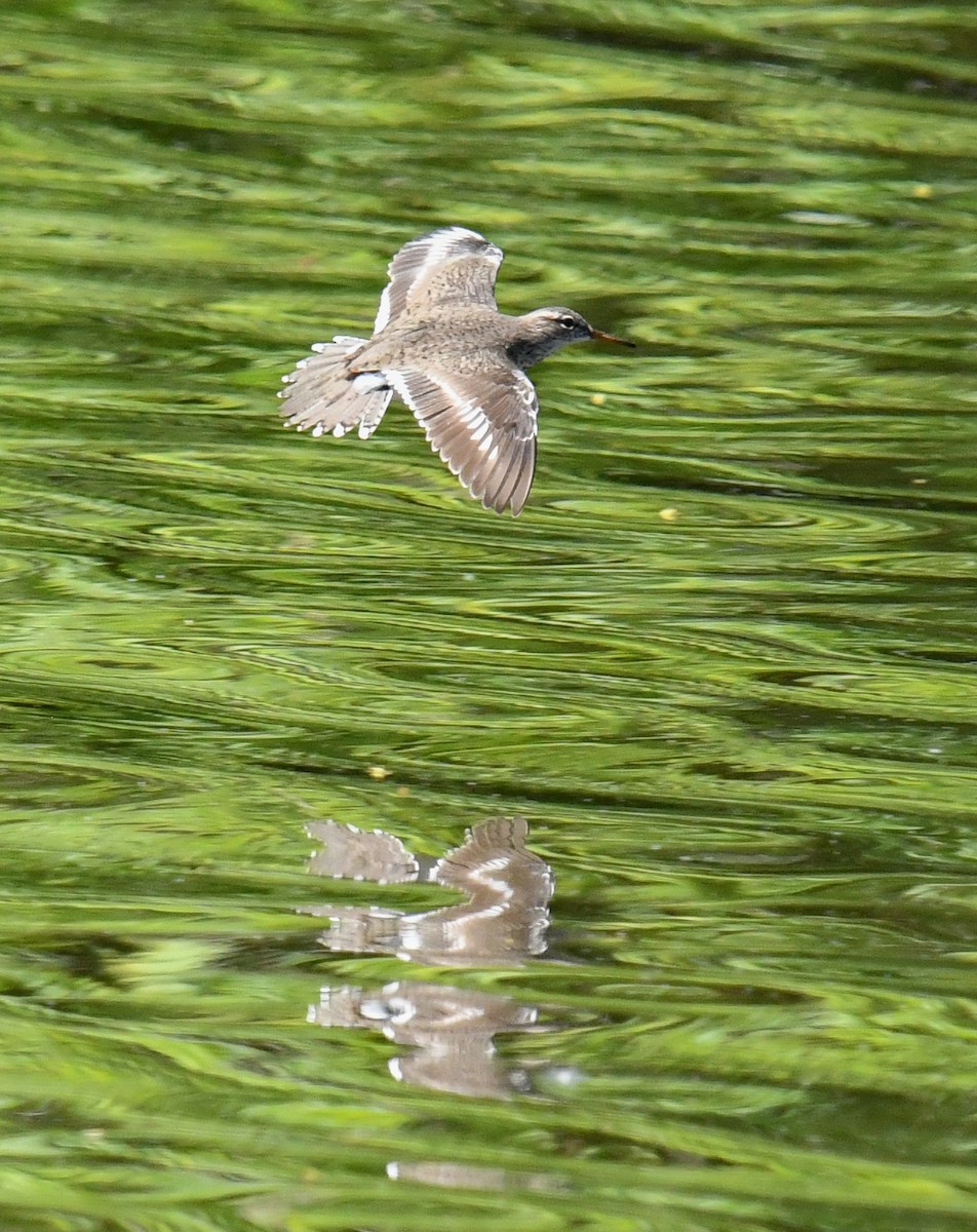 Spotted Sandpiper - ML635993882