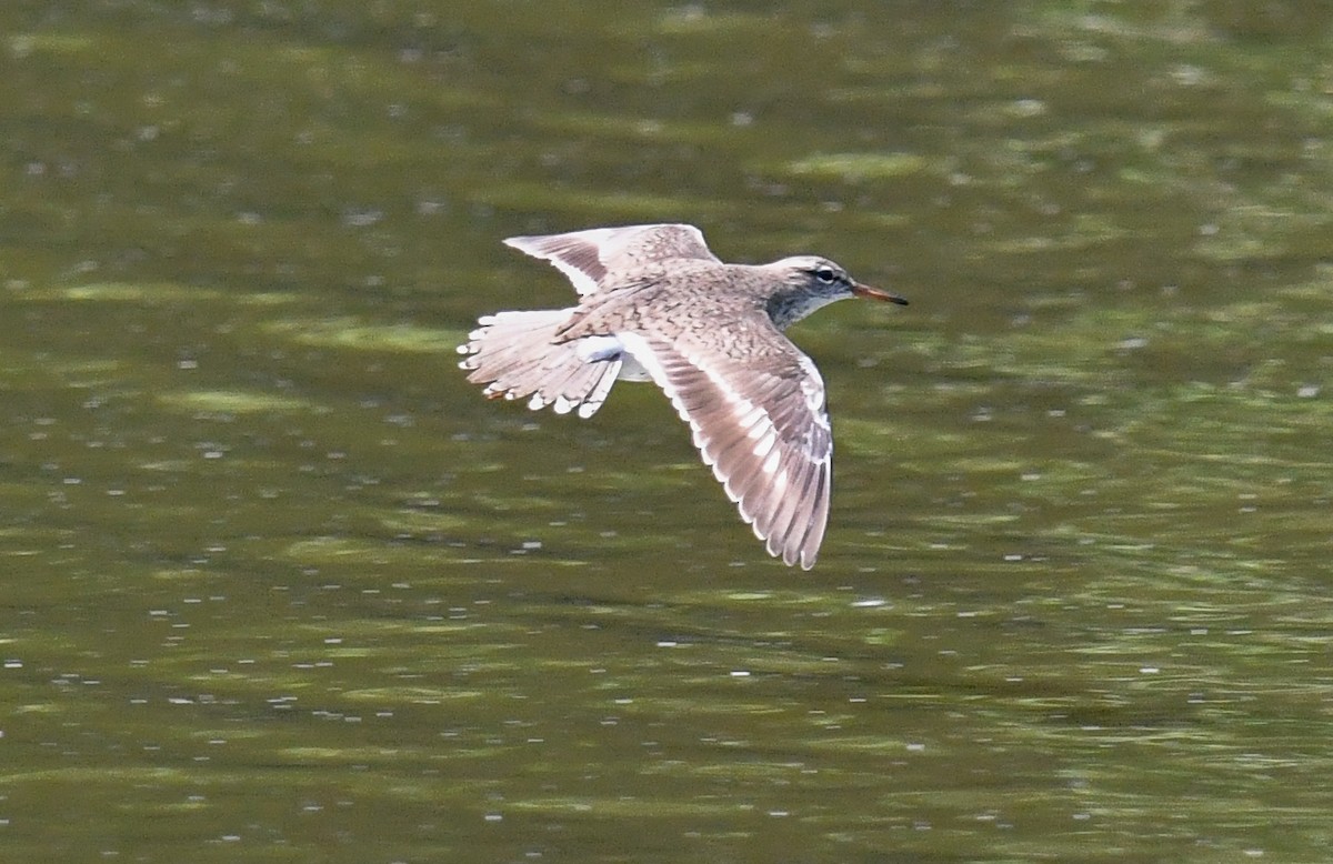 Spotted Sandpiper - ML635993883