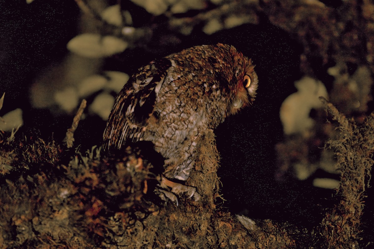 Bare-shanked Screech-Owl - ML635993902