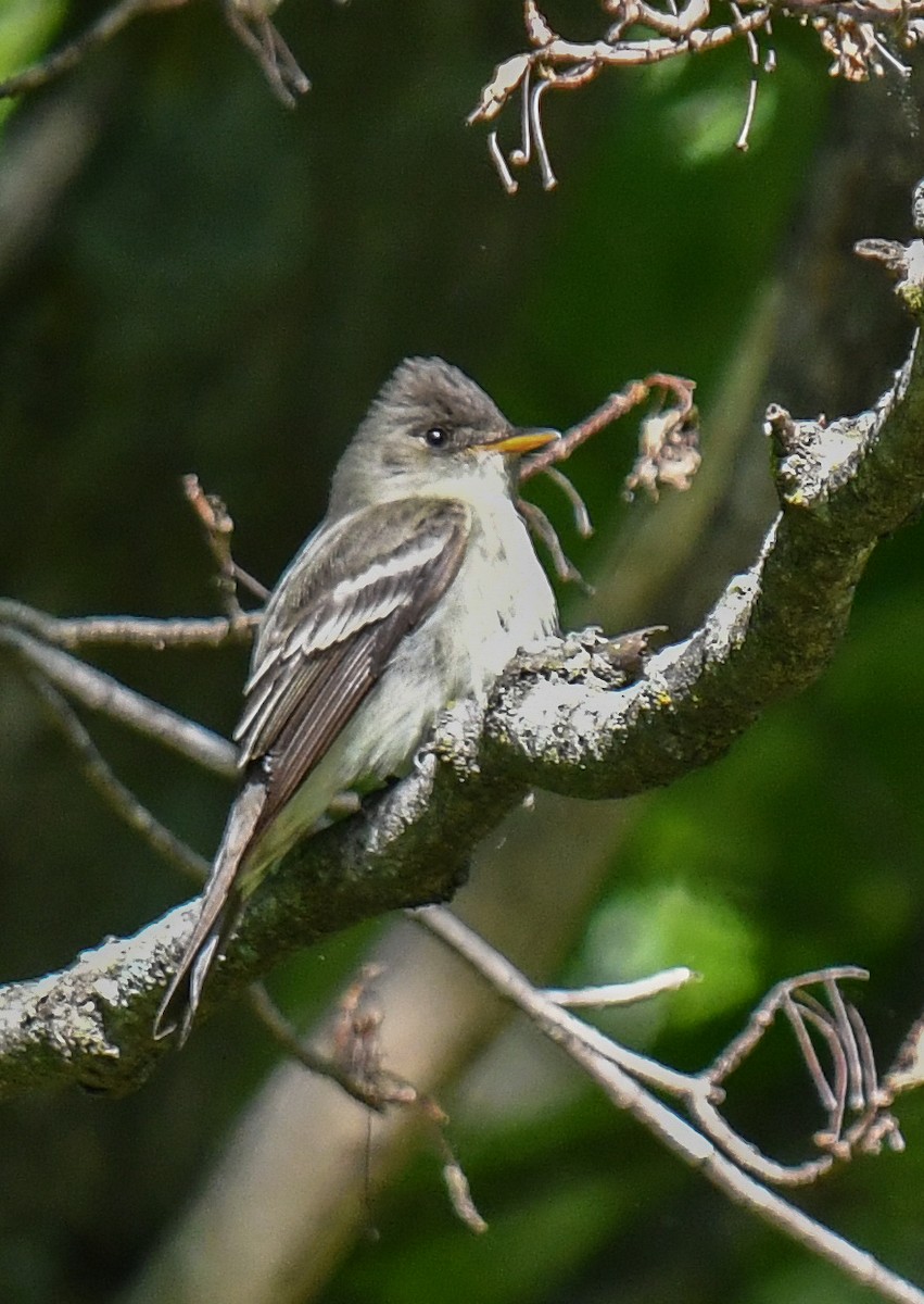 Eastern Wood-Pewee - ML635993937