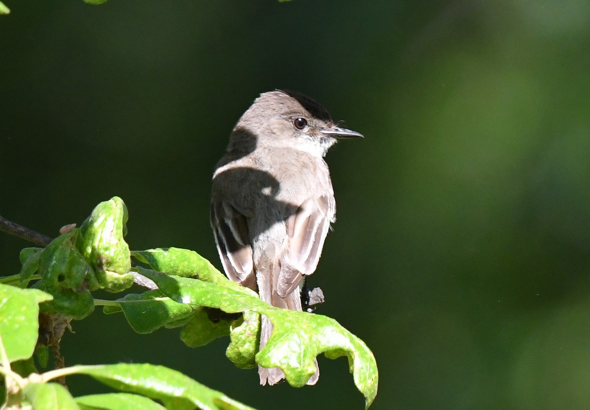 Eastern Wood-Pewee - ML635993941