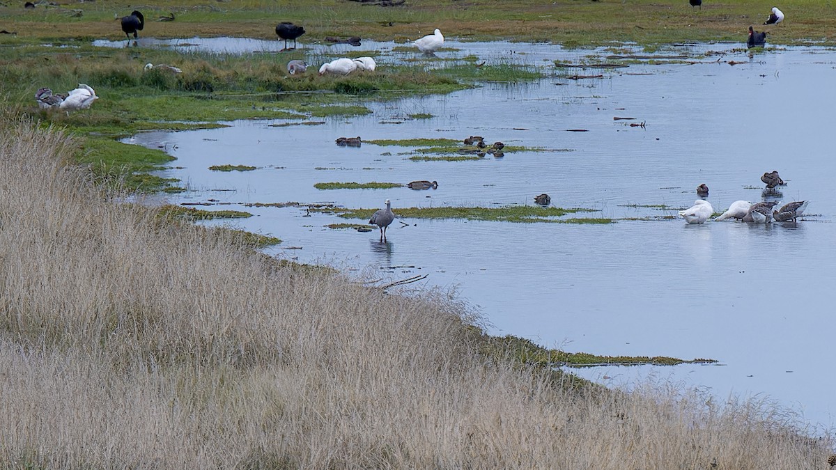 Cape Barren Goose - ML635993976