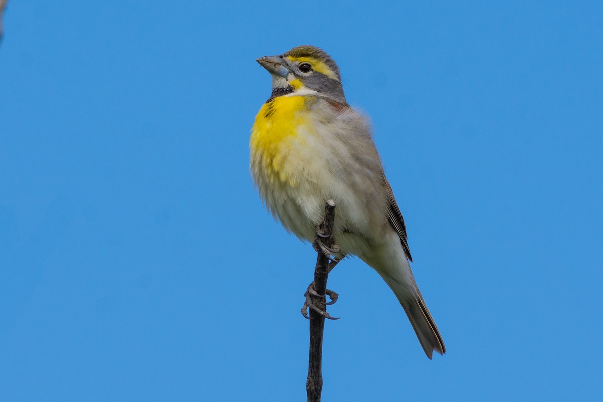 Dickcissel - ML635993984